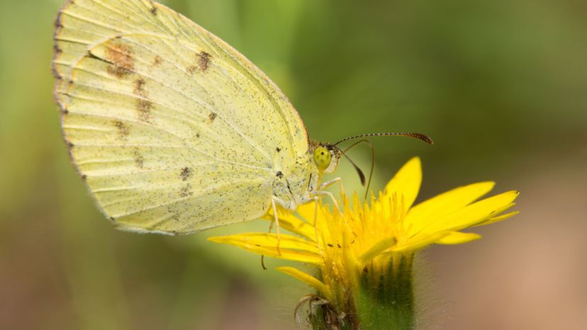 Dainty Sulphur