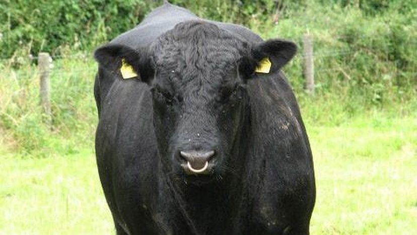 Aberdeen Angus