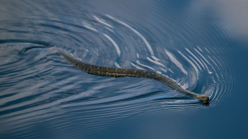Water Snake