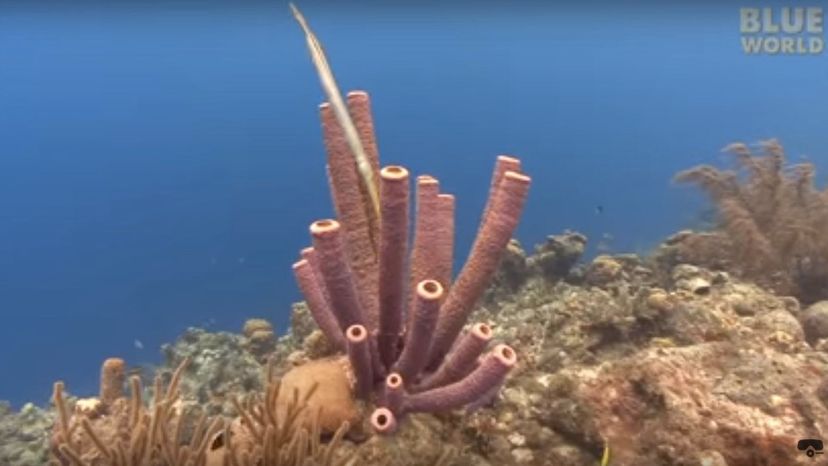 Sea Sponge Do You Know Which Phylum These Animals Belong To 30