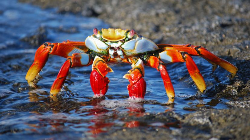 Crab Do You Know Which Phylum These Animals Belong To 17