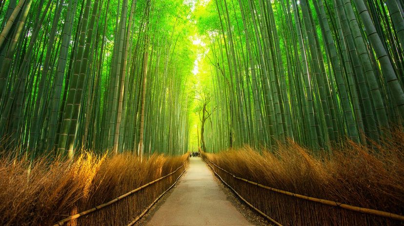 Bosque de BambÃº