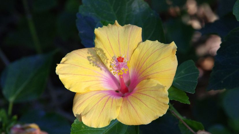 yellow and pink hibiscus