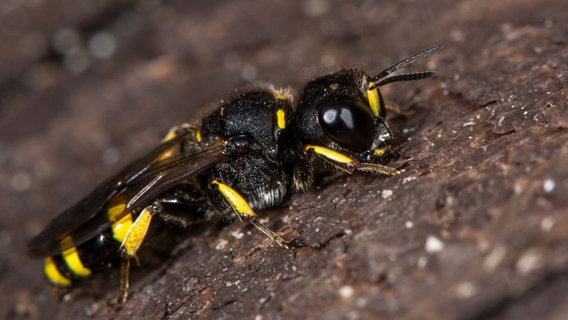 solitary wasp