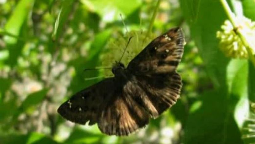 Nevada Cloudy-Wing