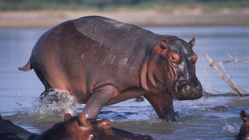 Hippopotamus