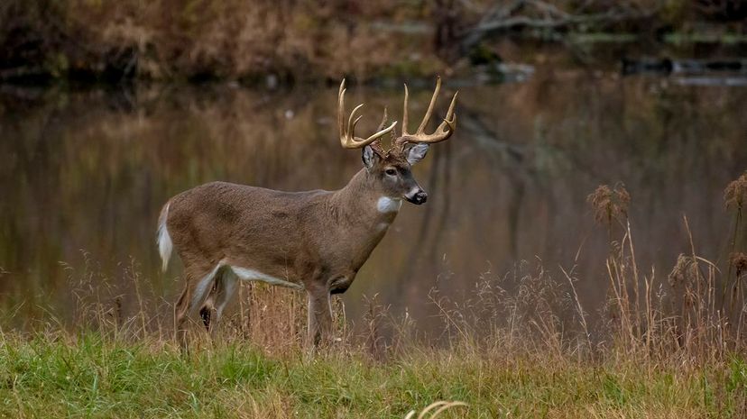 9 deer GettyImages-961641302