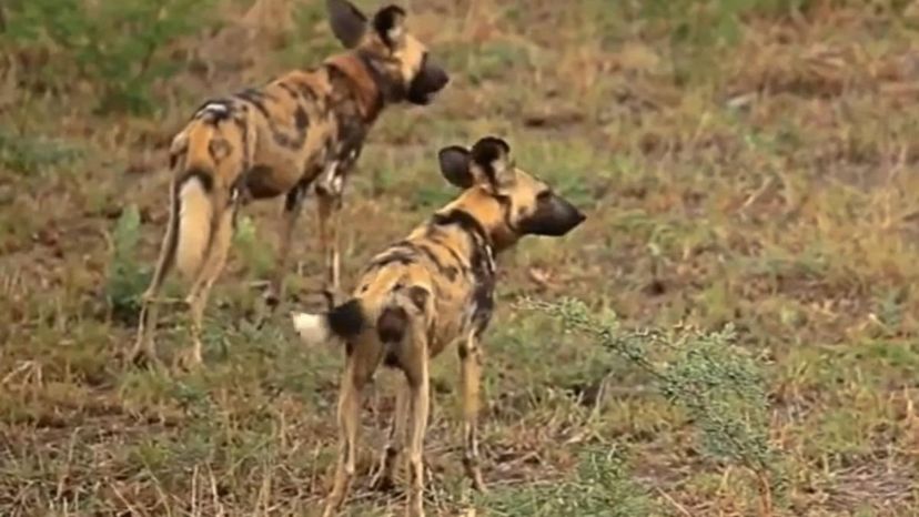 African Wild Dogs