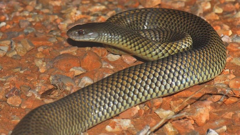 Mulga Snake