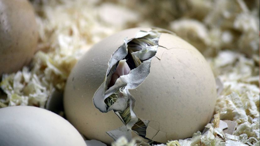 A bird coming out of an egg