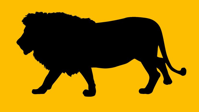 Can You Guess These Animals From a Silhouette? | Zoo