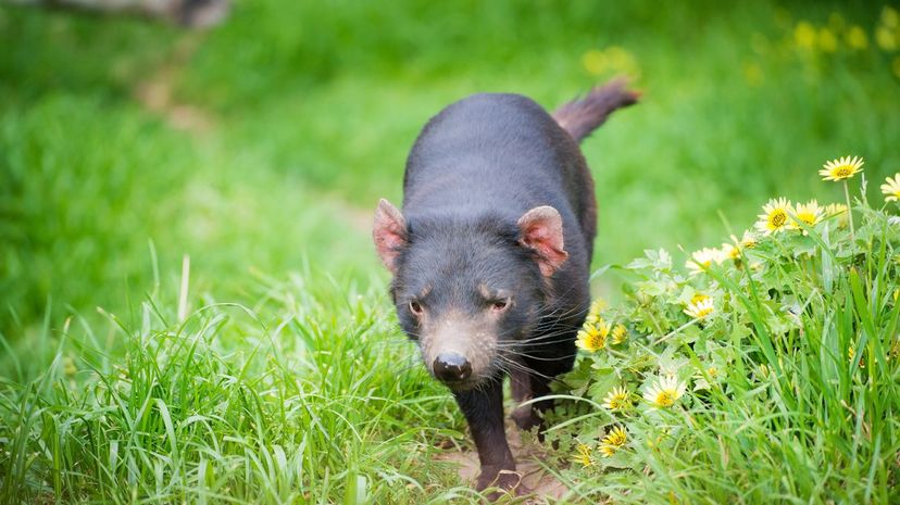 Tasmanian Devil