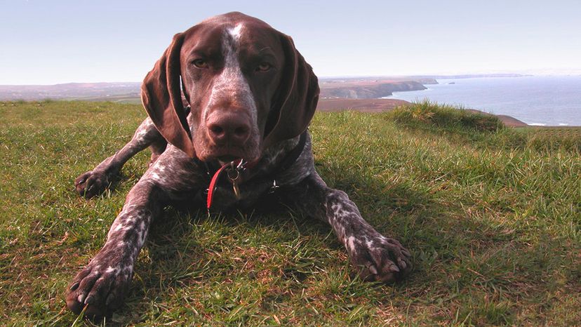 German Shorthaired pointer