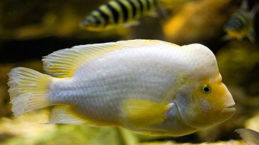 Midas Cichlid