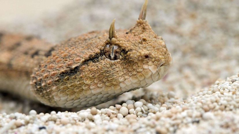 Você consegue identificar todas essas cobras letais?