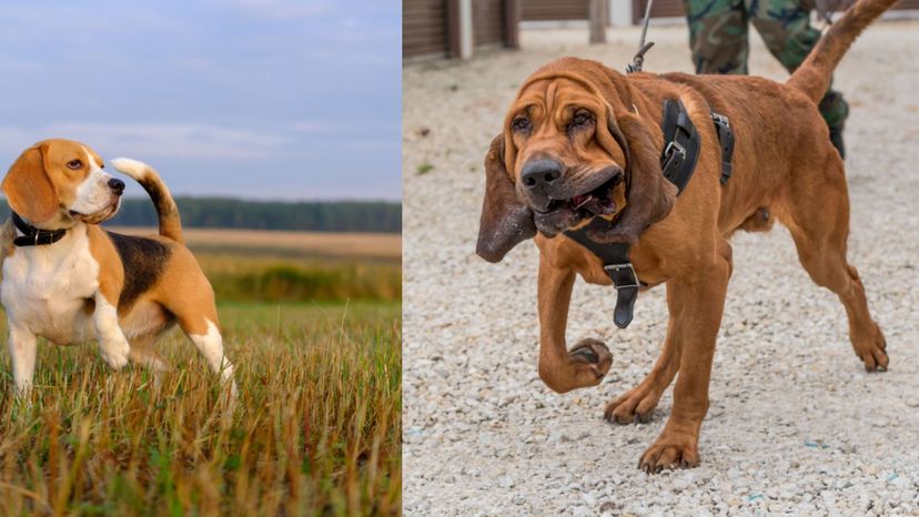 Beagle (Bloodhound)