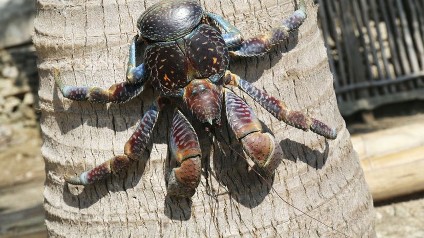 Coconut Crab