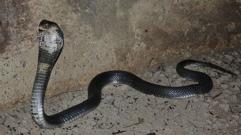 Chinese Cobra