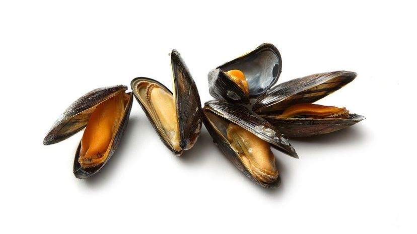 Mussel