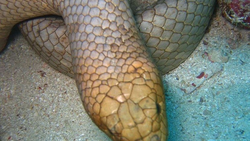 Olive Brown Sea Snake