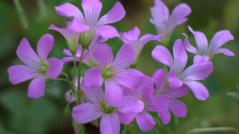 Violet wood sorrel