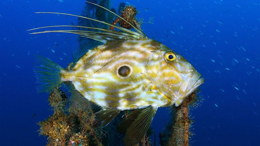 John Dory