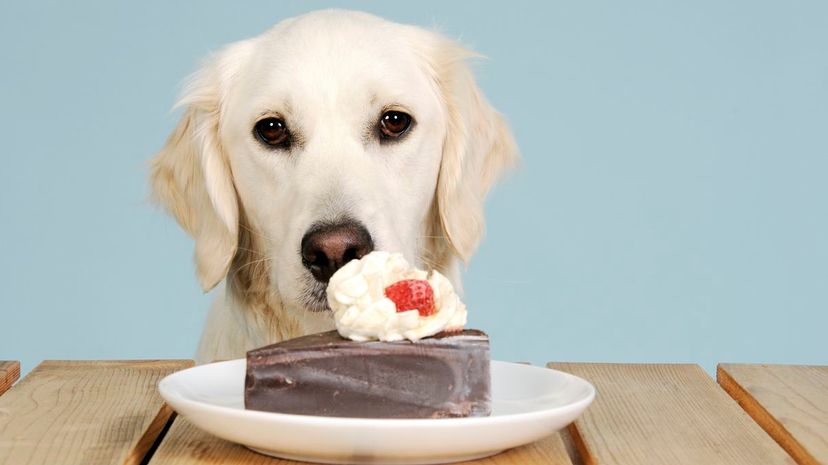 Dog cake