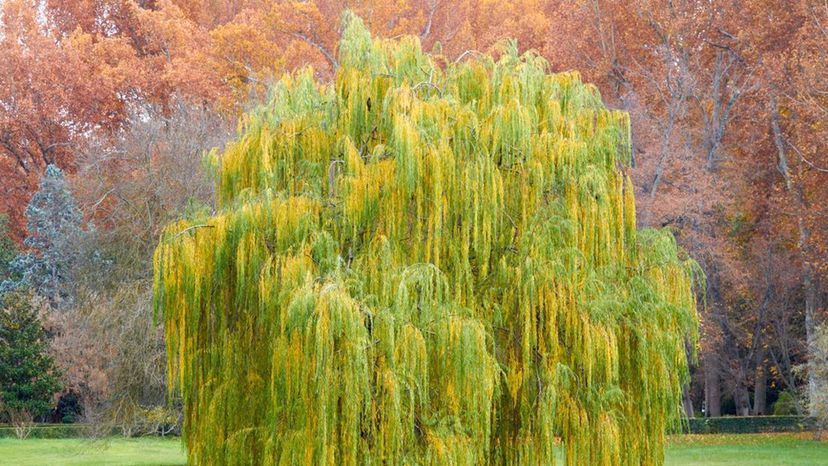 weeping willow