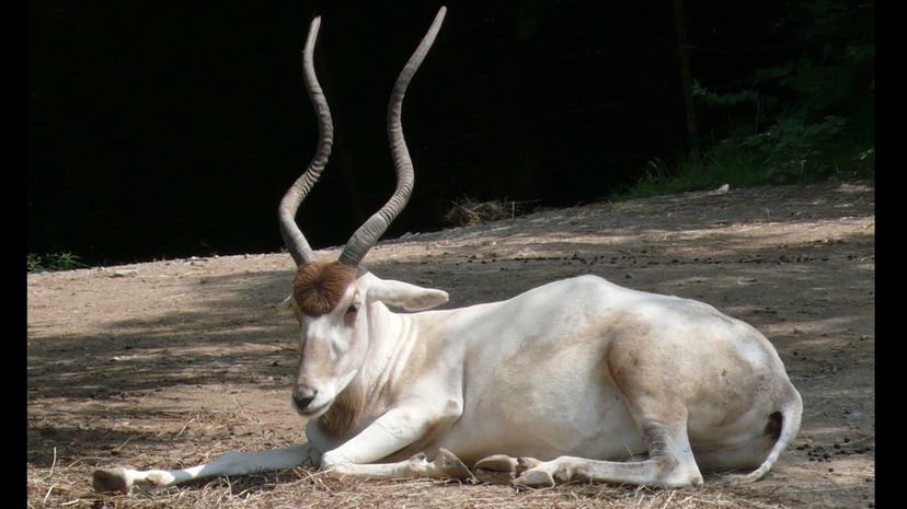 Addax