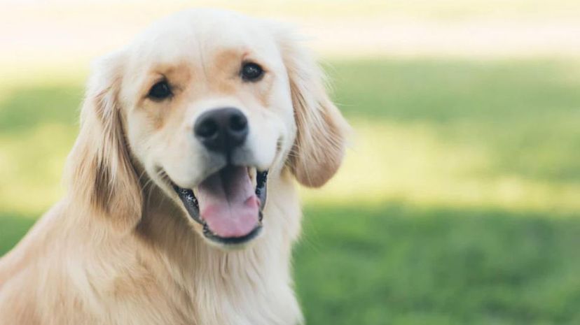 Dog in backyard