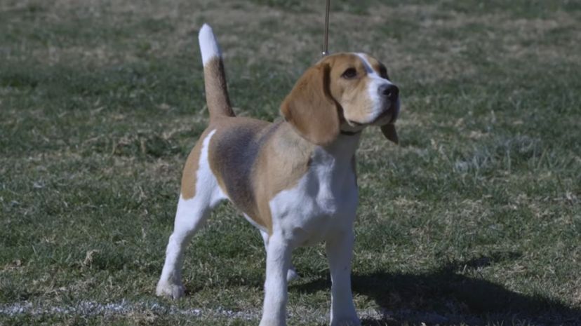 30 Beagle
