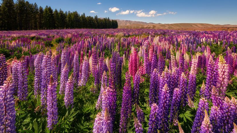 lupine field