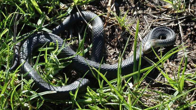 Marsh snake