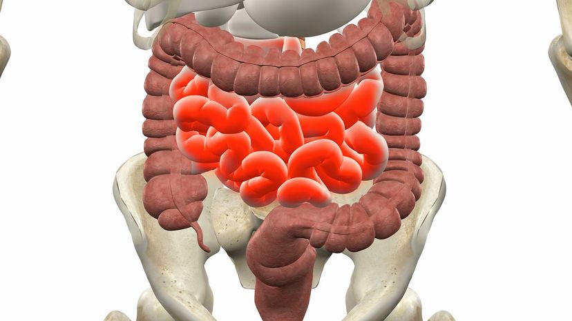 25-Large intestines