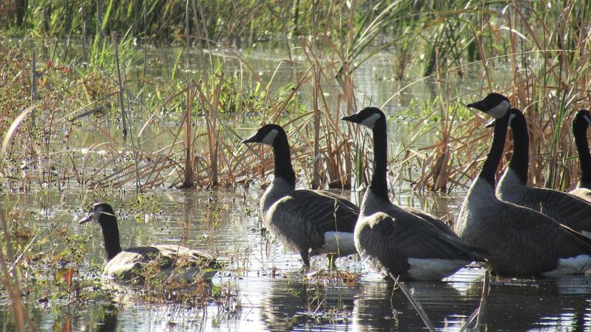 Canadian Geese