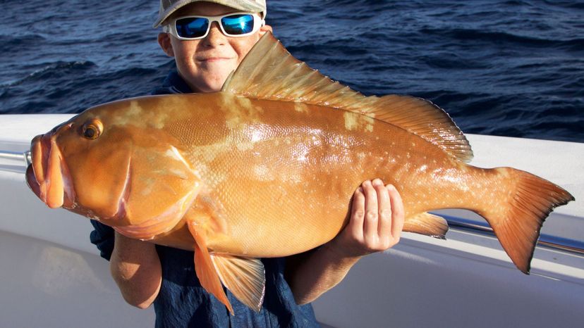 Red grouper