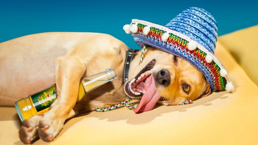 Pretend to make some drunken decisions and we'll tell you what kind of Dog you are!