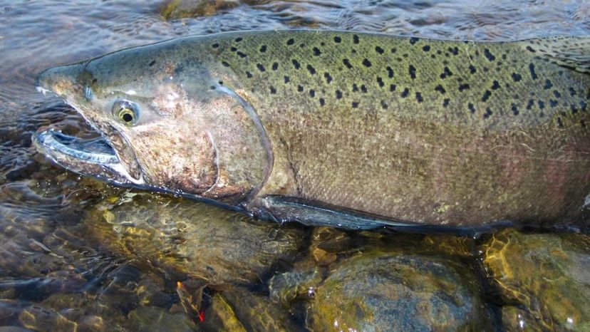 Chinook Salmon