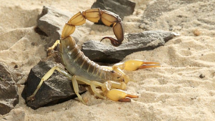 Yellow Fat-tailed Scorpion