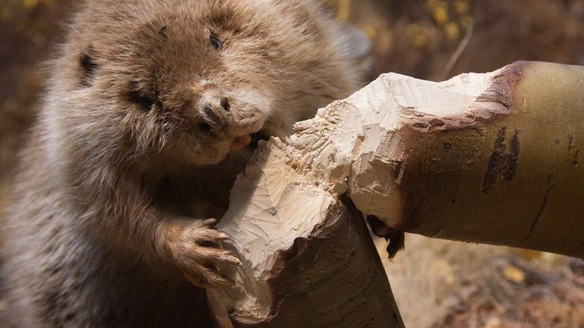 89% of People Can't Name All of These Common American Animals! Can You? |  Zoo