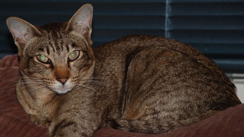 Oriental Shorthair