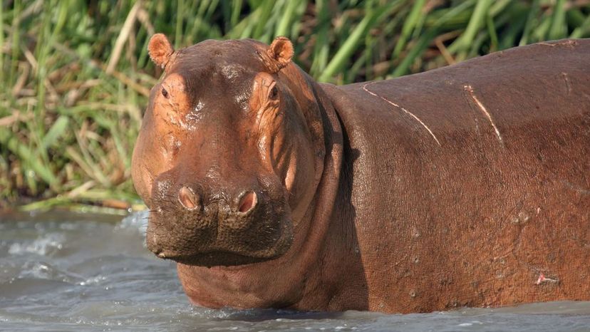 Hippopotamus