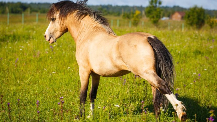 Welsh Pony