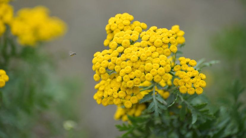 Yarrow