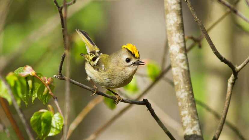 Goldcrest