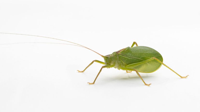 True Katydid