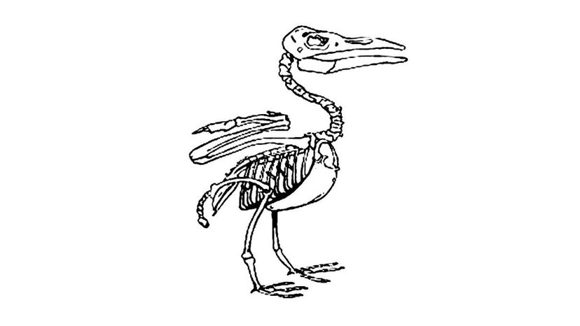 Pelican