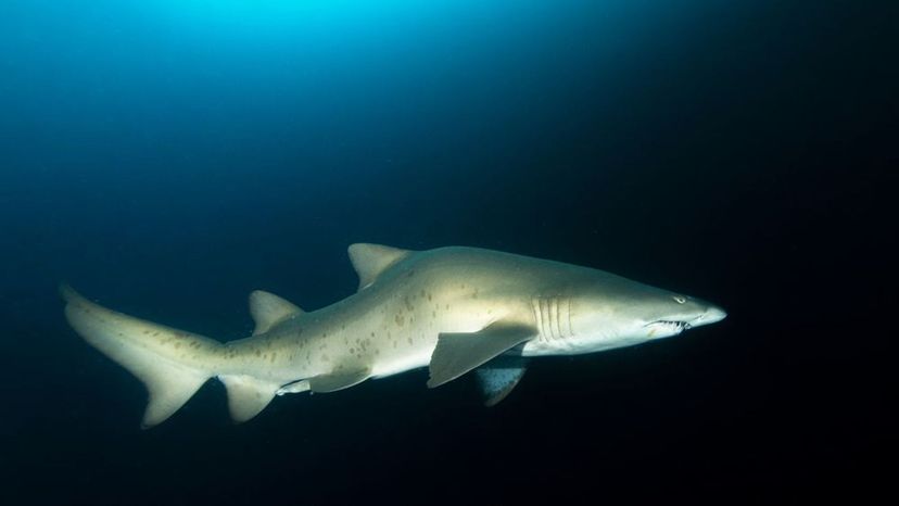 Grey Nurse Shark