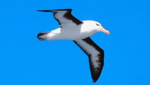 Can You Name All 40 of These Animals? 1