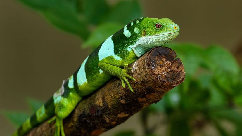 Fiji banded iguana